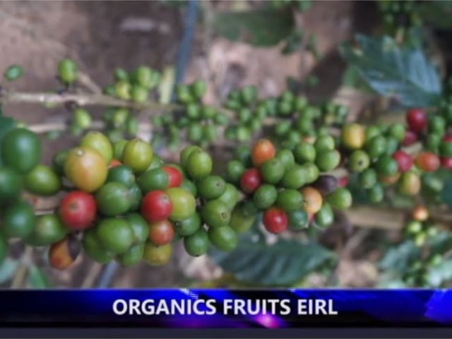  Organics Fruits EIRL, empresa dedicada a la venta de abonos orgánicos en San Martín