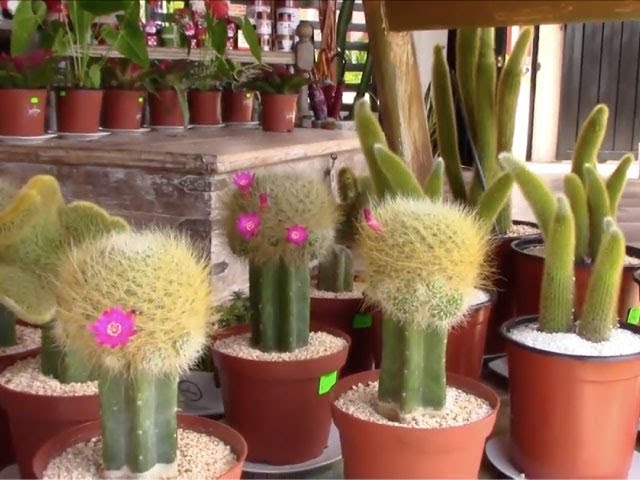  La Jardinería, un mercado botánico en Tarapoto